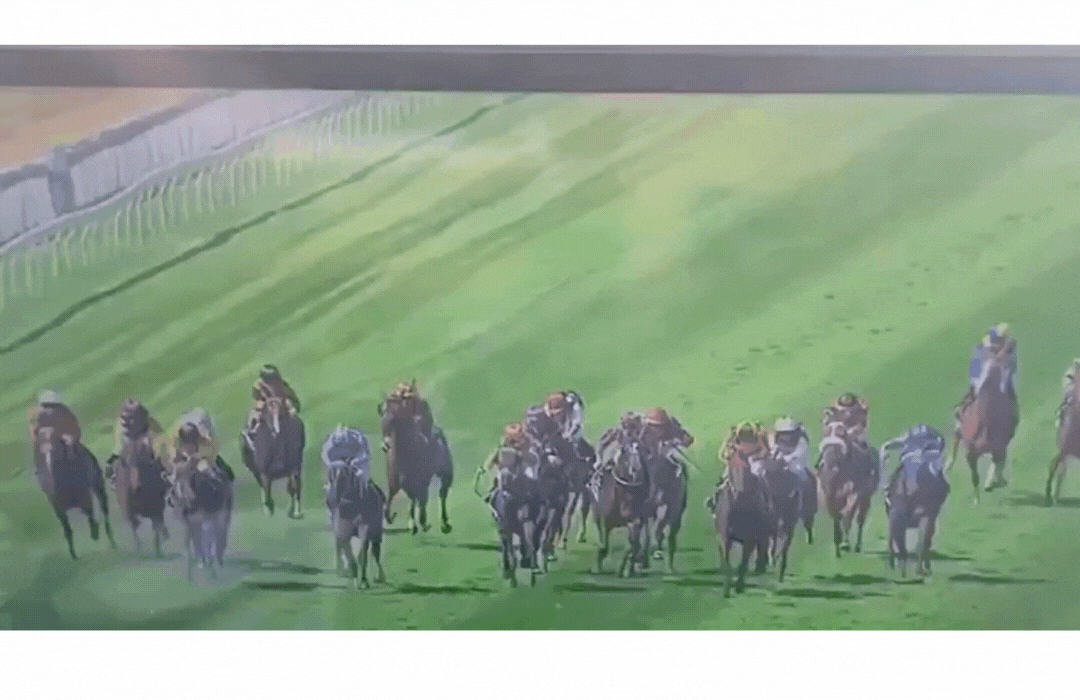 A large field of 17+ horses galloping down a turf track in the middle of a horse race, when a man in a white shirt stands in the middle of the track. The horses and jockeys navigate around him, and he lifts his arms after they pass. 