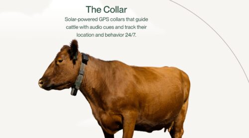 an image of a cow wearing a GPS-enabled tracking collar